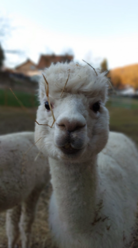 Alpaka 5